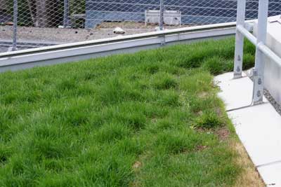 Dachbegrünung Gründach Fassadenbegrünung Fertigrasen Terrassenbelag Mostviertel Garten NÖ Dachbegrünung Gründach Fassadenbegrünung Fertigrasen Terrassenbelag Mostviertel Garten NÖ
