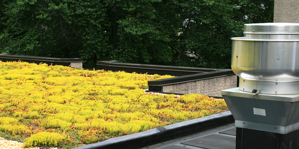 Dachbegrünung Gründach Fassadenbegrünung Fertigrasen Terrassenbelag Mostviertel Garten NÖ